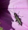 Oedemera atrata